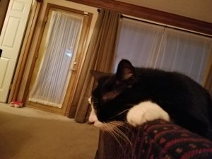 Meet B the Adventure Dog and my cat BJ
